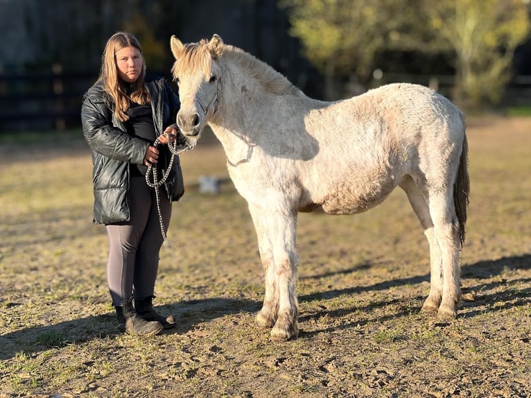 Fjordpferde Stute 1 Jahr 130 cm Falbe in Bonn