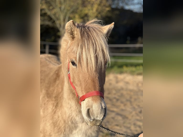 Fjordpferde Stute 1 Jahr 135 cm Falbe in Bonn