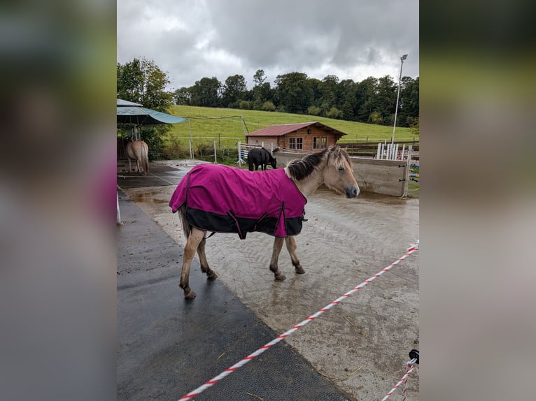 Fjordpferde Stute 1 Jahr 147 cm in Lautertal