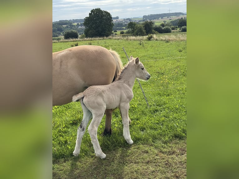 Fjordpferde Stute 1 Jahr 148 cm Falbe in Marsberg