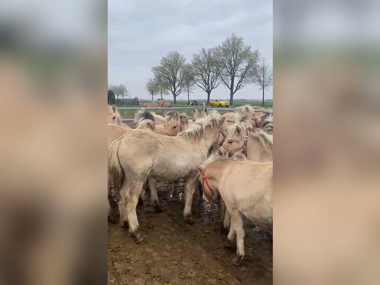 Fjordpferde Stute 1 Jahr in Dorsten