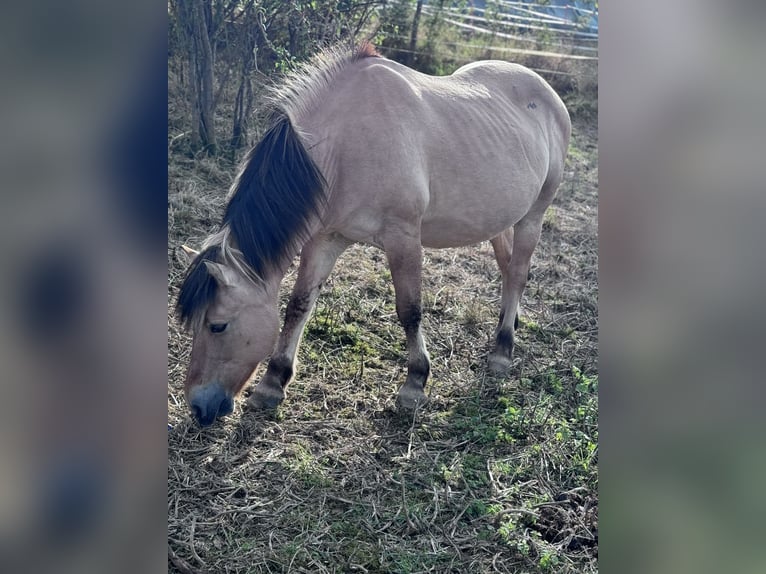 Fjordpferde Stute 22 Jahre 138 cm Falbe in Lahnau