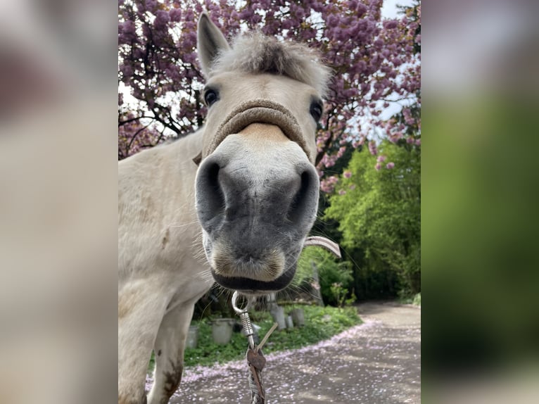 Fjordpferde Stute 23 Jahre 143 cm in Düsseldorf