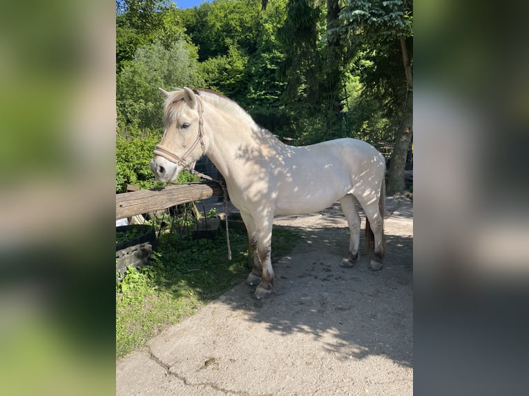 Fjordpferde Stute 23 Jahre 143 cm in Düsseldorf