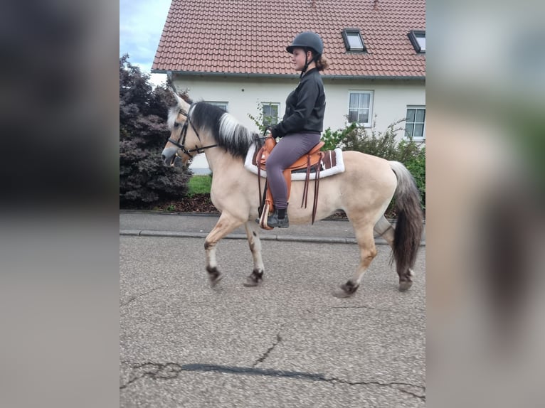 Fjordpferde Stute 23 Jahre 145 cm in Forheim