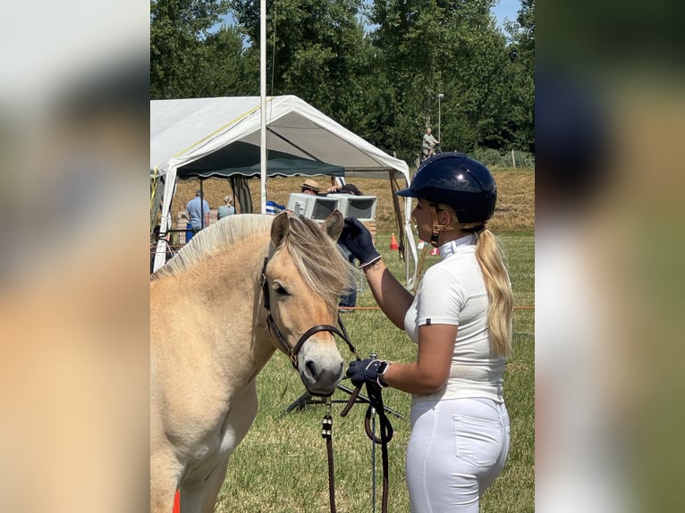 Fjordpferde Stute 2 Jahre 135 cm Brauner in Oud Gastel