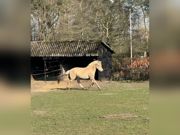Fjordpferde Stute 2 Jahre 143 cm  in Zandhoven