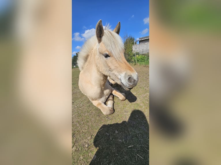 Fjordpferde Stute 2 Jahre 143 cm  in Borsbeek