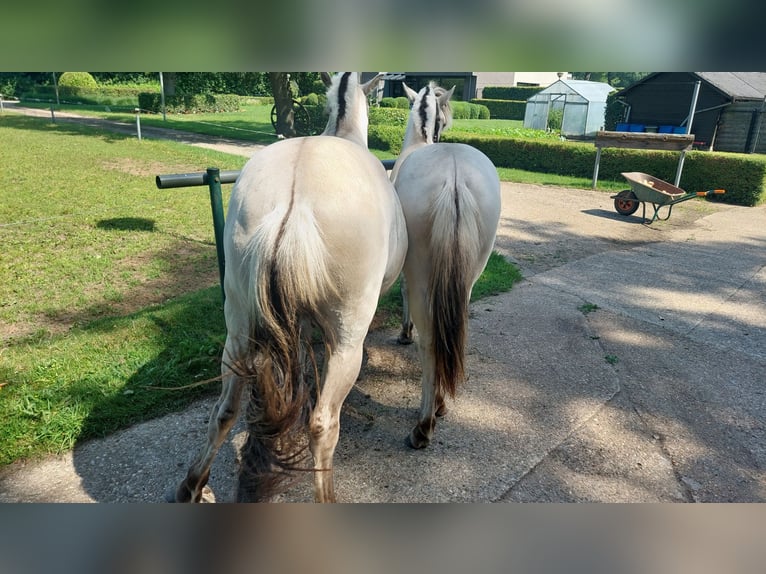 Fjordpferde Stute 2 Jahre  in Halle-Zoersel