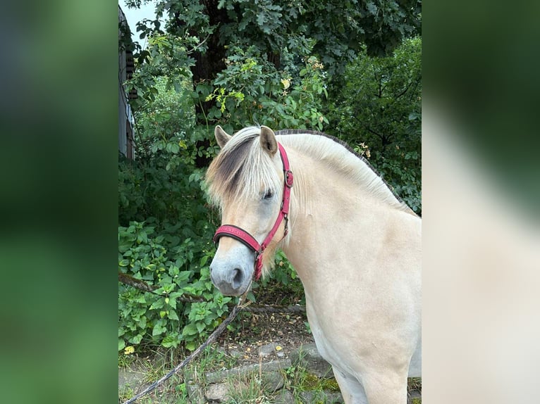 Fjordpferde Stute 3 Jahre 138 cm Falbe in Alt Duvenstedt