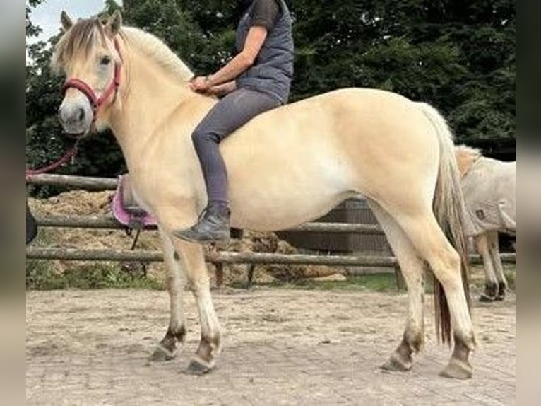 Fjordpferde Stute 3 Jahre 138 cm Falbe in Alt Duvenstedt
