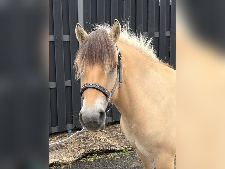 Fjordpferde Stute 3 Jahre 140 cm Falbe in Morsbach