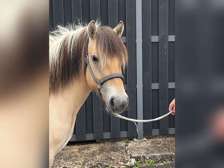 Fjordpferde Stute 3 Jahre 140 cm Falbe in Morsbach