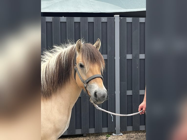 Fjordpferde Stute 3 Jahre 140 cm Falbe in Morsbach