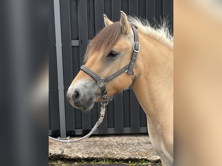 Fjordpferde Stute 3 Jahre 140 cm Falbe in Morsbach