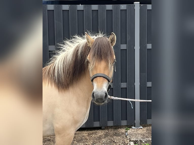 Fjordpferde Stute 3 Jahre 140 cm Falbe in Morsbach