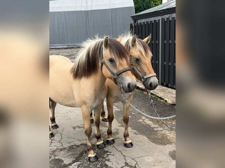 Fjordpferde Stute 3 Jahre 140 cm Falbe in Morsbach