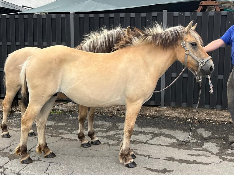 Fjordpferde Stute 3 Jahre 140 cm Falbe in Morsbach
