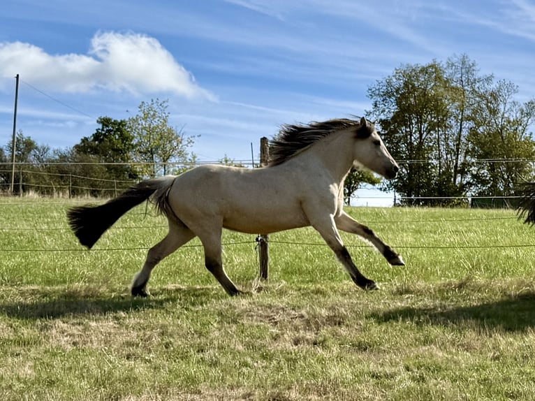 Fjordpferde Mix Stute 3 Jahre 142 cm Falbe in Heidenrod