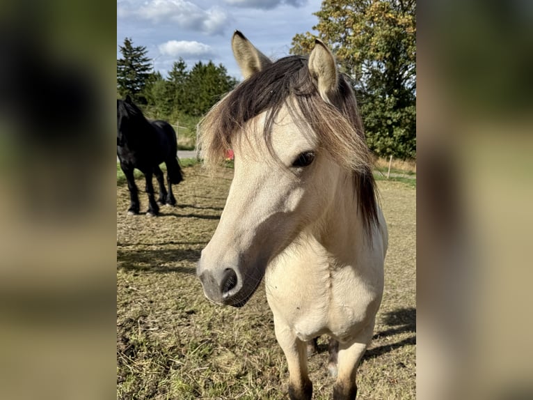 Fjordpferde Mix Stute 3 Jahre 142 cm Falbe in Heidenrod