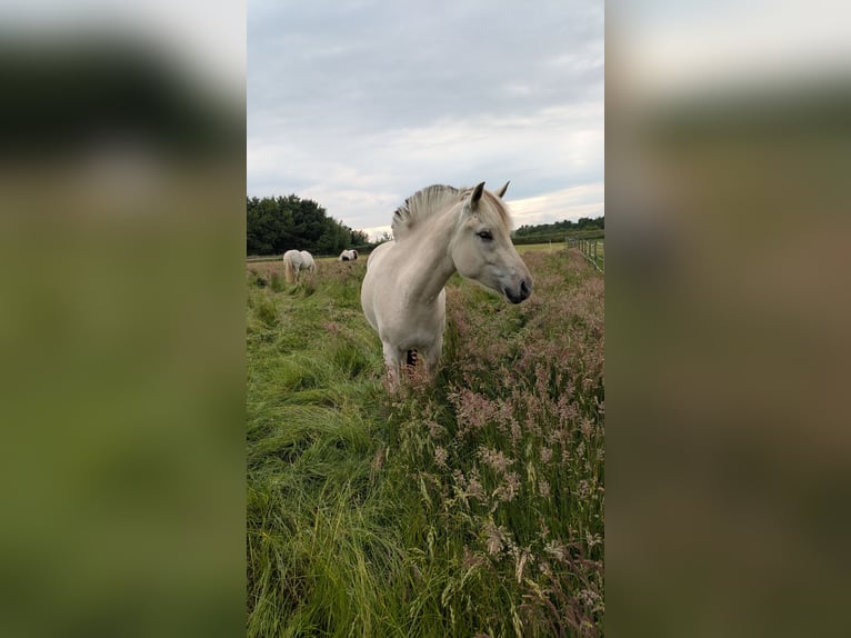Fjordpferde Stute 3 Jahre 142 cm in Buxtehude