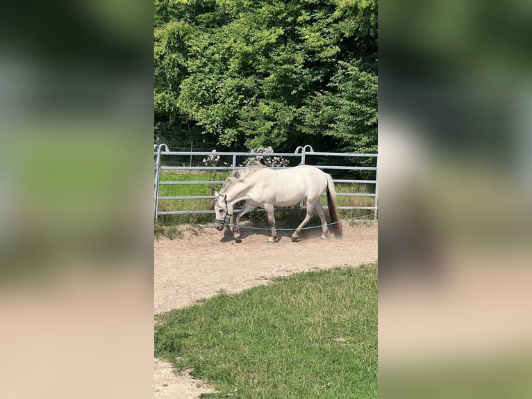 Fjordpferde Stute 3 Jahre 142 cm in Buxtehude