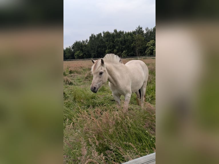 Fjordpferde Stute 3 Jahre 142 cm in Buxtehude