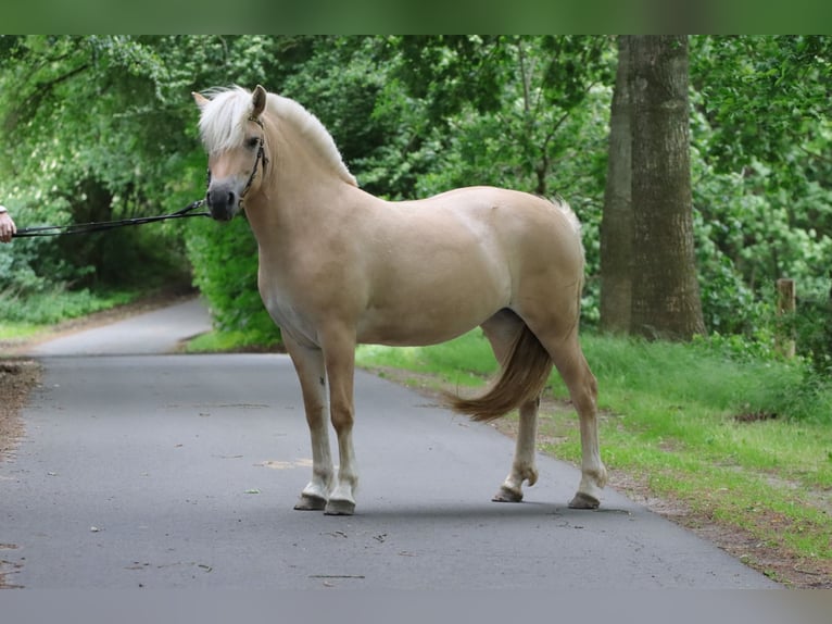 Fjordpferde Stute 3 Jahre 142 cm Red Dun in Alt Duvenstedt