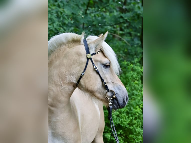 Fjordpferde Stute 3 Jahre 142 cm Red Dun in Alt Duvenstedt
