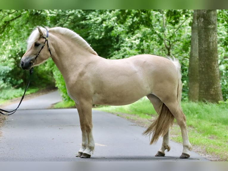 Fjordpferde Stute 3 Jahre 142 cm Red Dun in Alt Duvenstedt