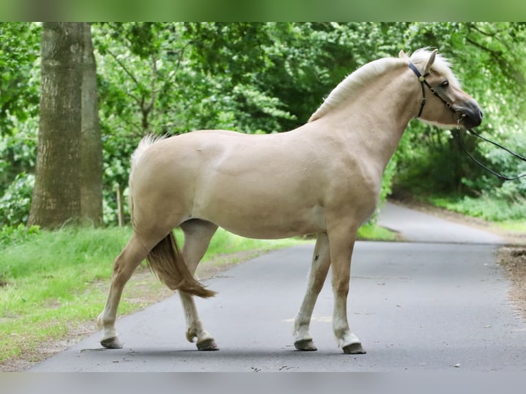 Fjordpferde Stute 3 Jahre 142 cm Red Dun in Alt Duvenstedt