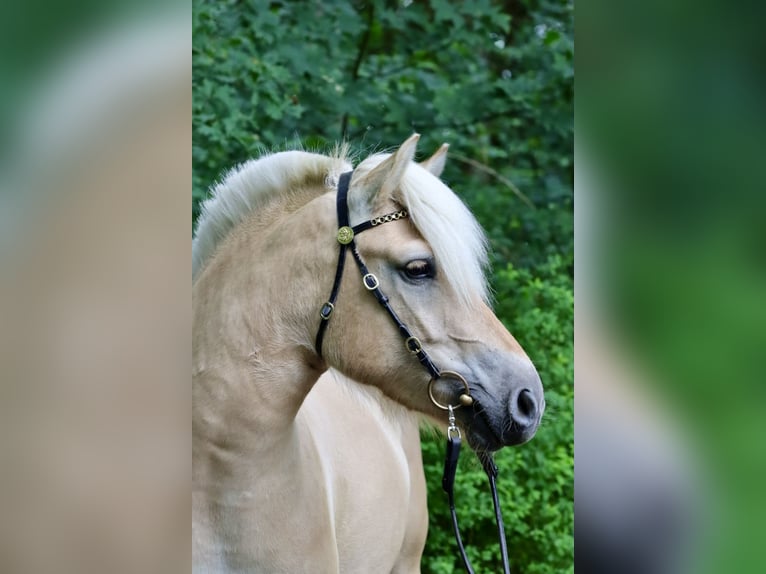 Fjordpferde Stute 3 Jahre 142 cm Red Dun in Alt Duvenstedt