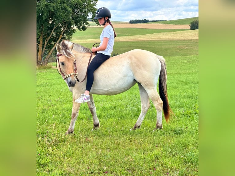 Fjordpferde Stute 3 Jahre 147 cm Falbe in Bad M&#xFC;nstereifel