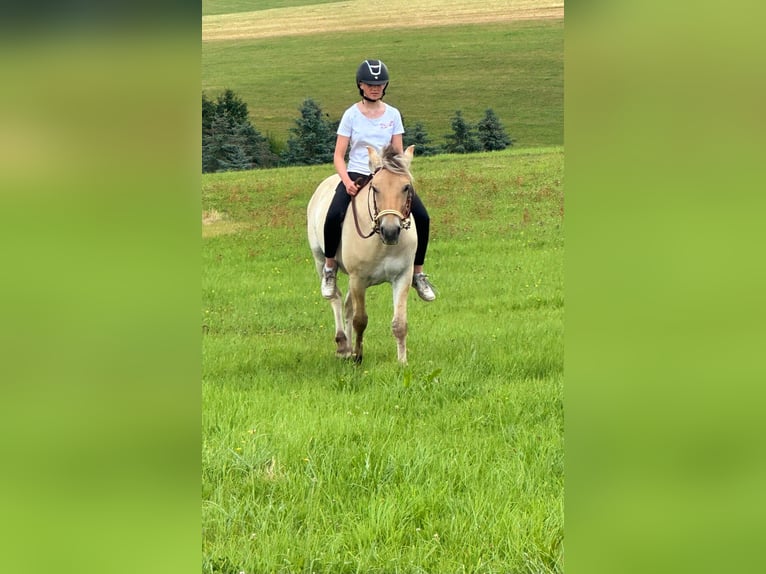 Fjordpferde Stute 3 Jahre 147 cm in Bad M&#xFC;nstereifel