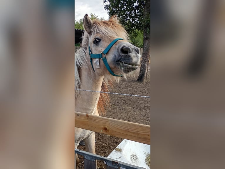 Fjordpferde Stute 4 Jahre 126 cm in Lommel