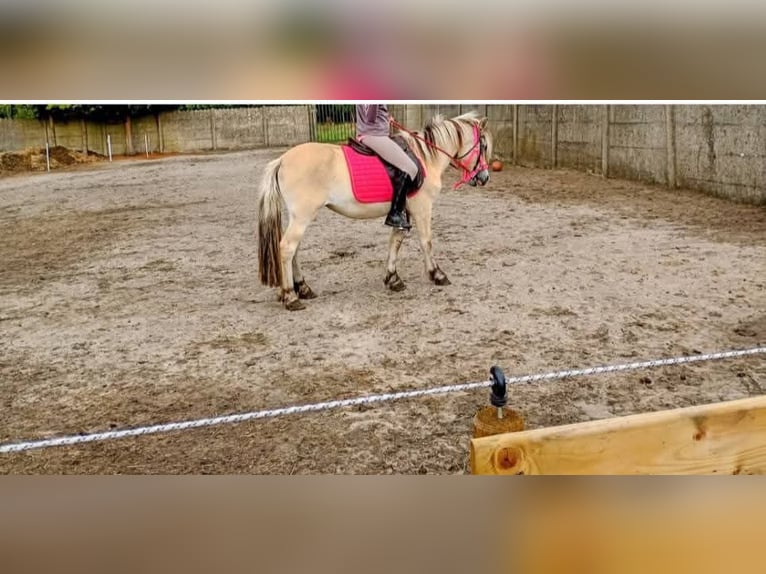 Fjordpferde Stute 4 Jahre 126 cm in Lommel