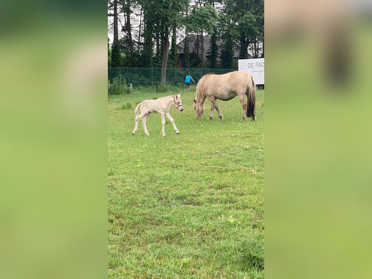 Fjordpferde Stute 4 Jahre 126 cm in Lommel