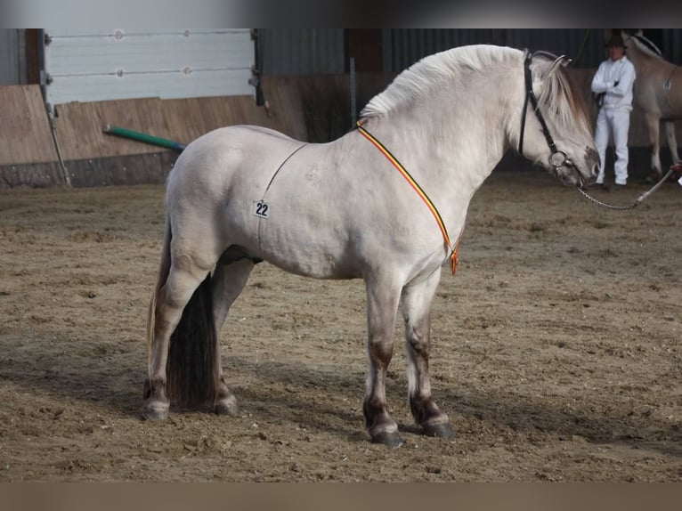 Fjordpferde Stute 4 Jahre 126 cm in Lommel