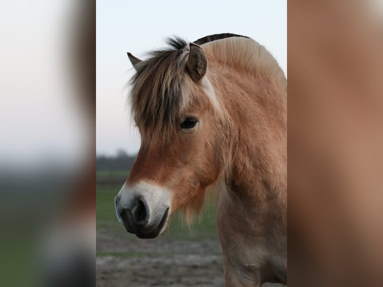 Fjordpferde Stute 4 Jahre 140 cm  in Roosendaal