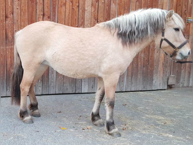 Fjordpferde Stute 4 Jahre 143 cm Falbe in Land-Übelbach Fjordpferde Stute 4 Jahre 143 cm Falbe in Land-Übelbach