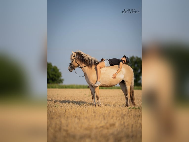 Fjordpferde Stute 4 Jahre 144 cm Falbe in Augsburg