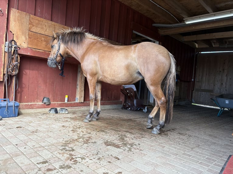 Fjordpferde Mix Stute 4 Jahre 145 cm Falbe in Illerkirchberg