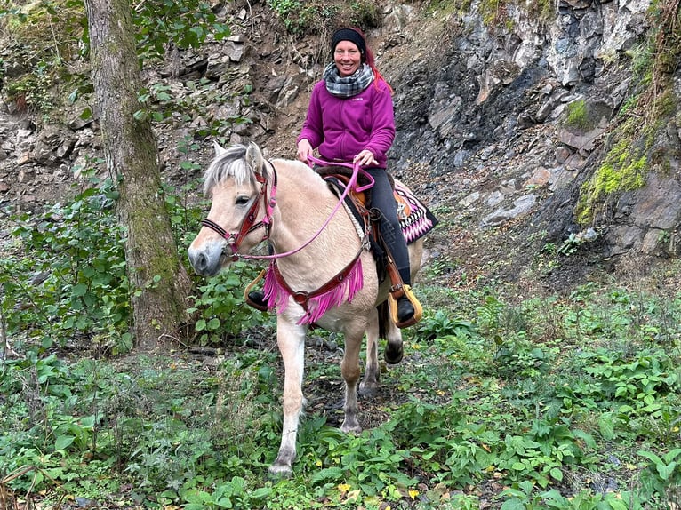 Fjordpferde Stute 4 Jahre 146 cm Falbe in Linkenbach