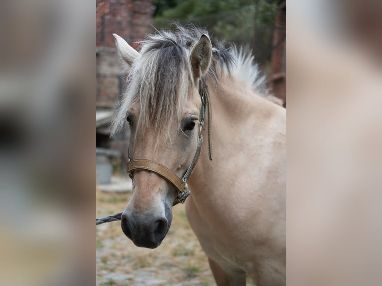 Fjordpferde Stute 4 Jahre 148 cm  in oisy le verger