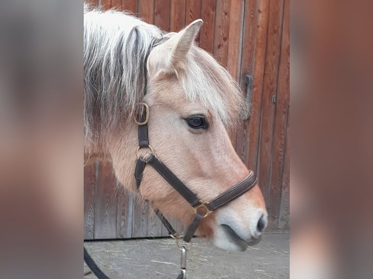 Fjordpferde Stute 5 Jahre 143 cm Falbe in Land-Übelbach
