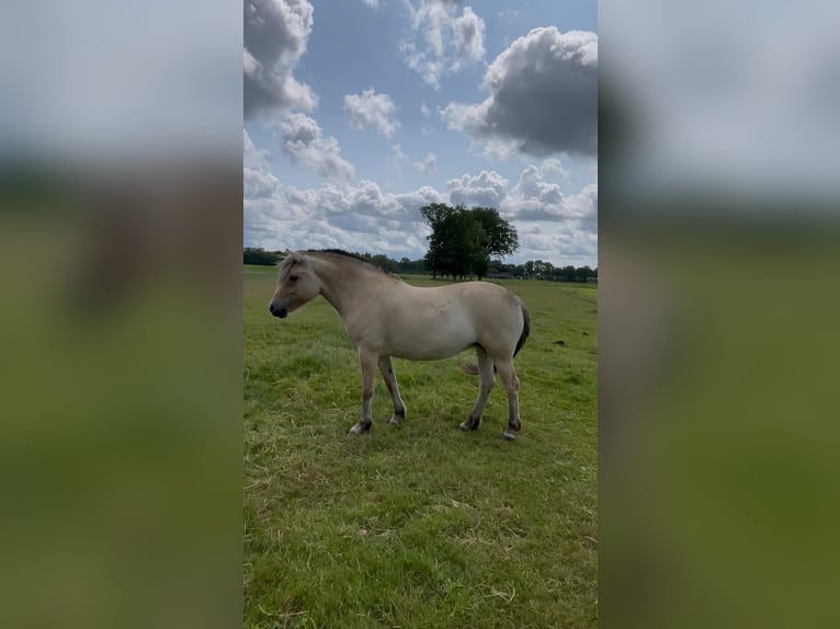Fjordpferde Stute 5 Jahre 143 cm in Meppel