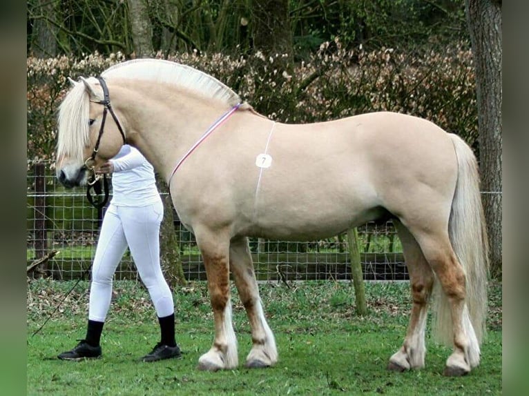 Fjordpferde Stute 5 Jahre 143 cm in Meppel