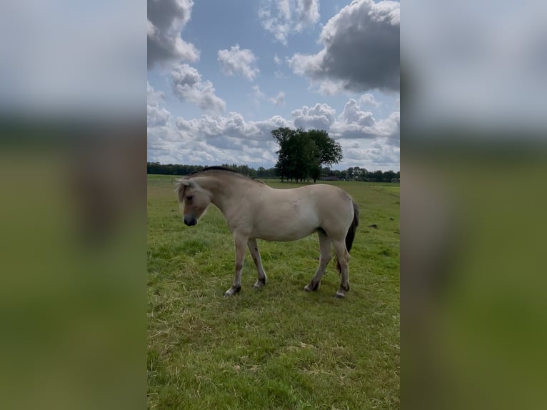 Fjordpferde Stute 5 Jahre 143 cm in Meppel
