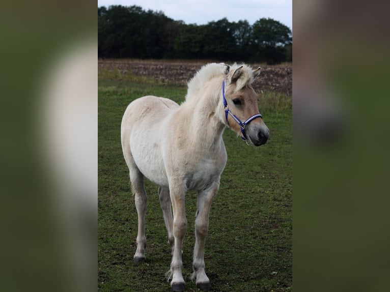 Fjordpferde Stute 5 Jahre 143 cm in Meppel