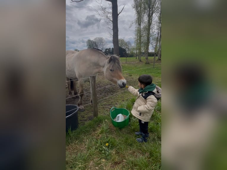 Fjordpferde Stute 5 Jahre 143 cm in Meppel